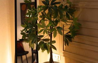 Arden Stay Apartments - Photo 24