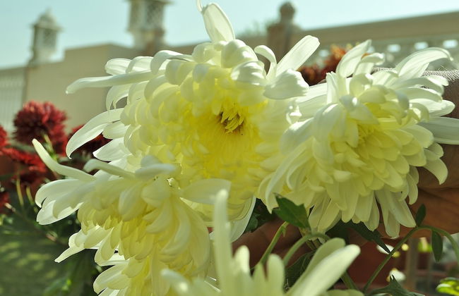 Om Niwas Suite Hotel - Foto 72