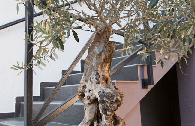 Apartments SHISHKA - Foto 25