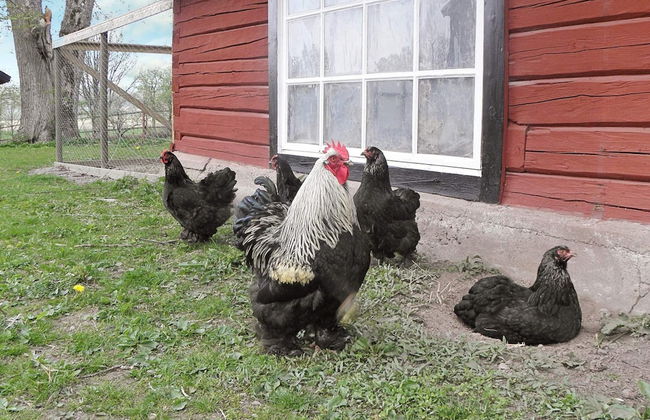 6 Person Holiday Home in Hova-by Traum - Foto 7