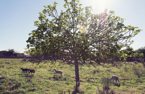 S'Hort Can Capità - Foto 33
