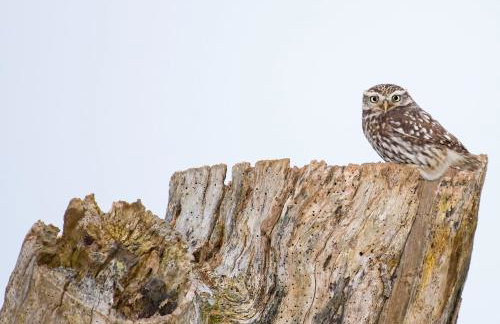 The Able Stables - Hewie's Cottage - Foto 28