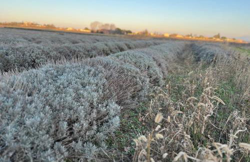 Gîte d'ysée au milieu des vignes - Foto 31