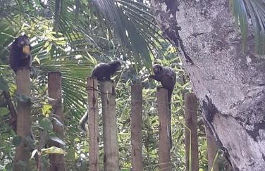 Boutique Beach Chalet, Luzimares, Serra Grande-BA - Foto 2