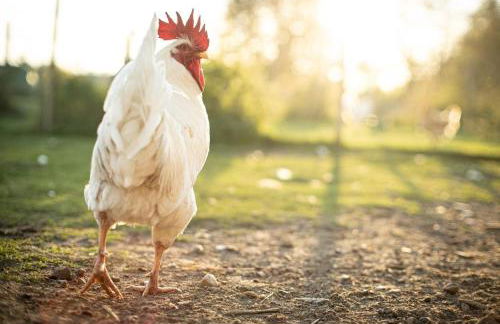 Glamping im beheizten Campingfass auf Leo's Farm - Foto 17