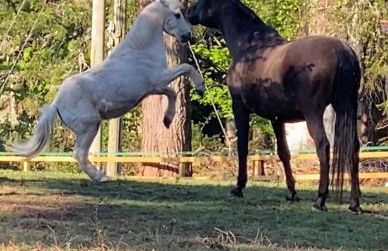 Clashmore House Garden Cottage Dornoch - Foto 30