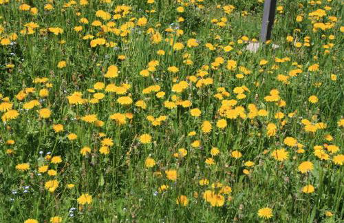 Albergo Diffuso Faller - Foto 67