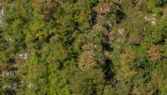 MREŽNICA - ZELENA BAJKa - Foto 2