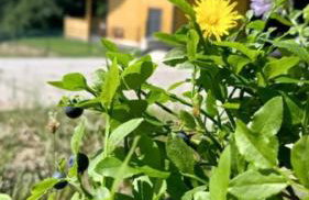 Domek w borówkach - Foto 1