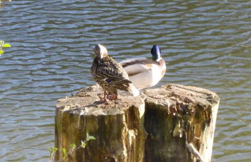 FeWo-Seestrasse - Foto 28