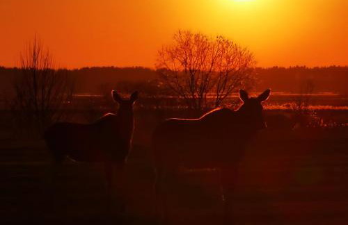 Domki przy Plaży - Sauna i Balia Mazury - Photo 36