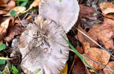 Los Tres Hórreos - Foto 26