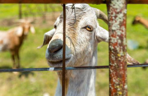 Quail Run Farm Pool Home - Foto 35