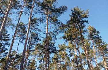 Ferienzimmer Waldzauber - Foto 39