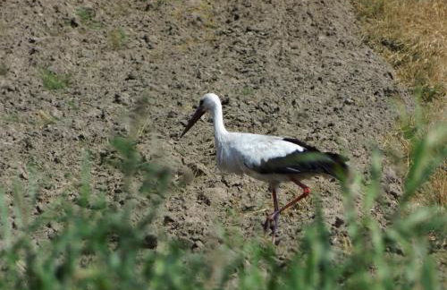 Mazurski Raj - Komfortowy dom nad jeziorem - Foto 51