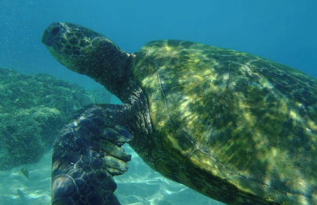 Kuleana Club - 210 - Foto 38