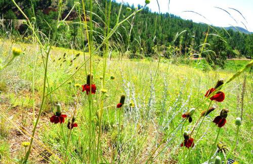Enchanting Cabin Rental near Colorado Springs, Colorado - Foto 35
