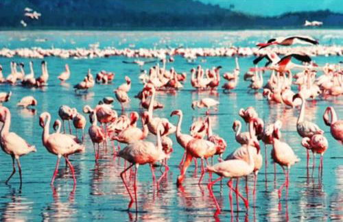 Rincón del Delta, apartamento en el Delta del Ebro, Playa Trabucador Amposta, Tarragona - Foto 29