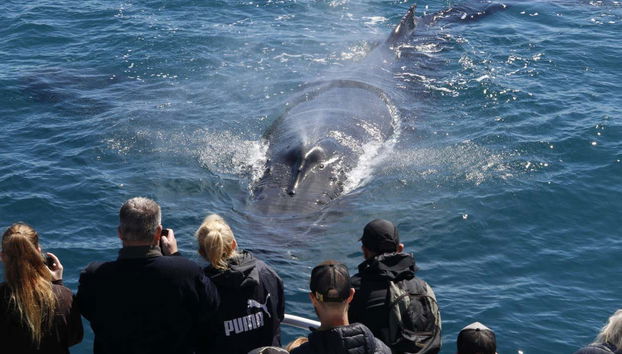 Whale Watching in Geographe Bay - Photo 3, Cheese!