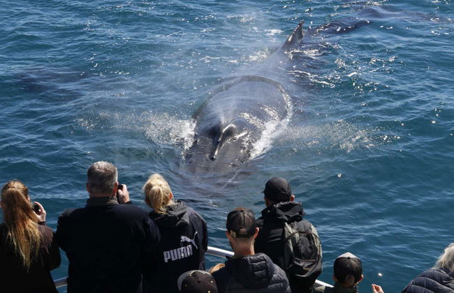 Whale Watching in Geographe Bay - Photo 3