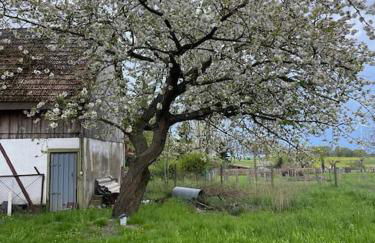 Urlaubsidylle in der Uckermark - Foto 18