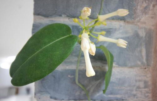 The Old Poolhouse - Foto 24