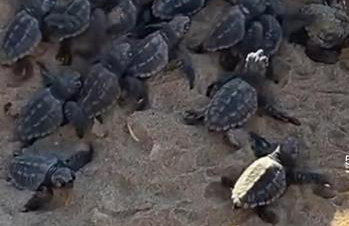 Flotillen Segeln in Griechenland inklusive Skipper und Tourguide 7 Nächte mit 7 Inseln im Ionischen Meer An- und Abreise SAMSTAG Kojencharter und Mitsegeln - Foto 27