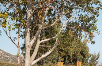 Naftilos Rosmarinus Apartments - Foto 15