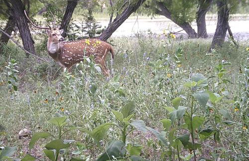 Nueces River Cabins-Pecan Cabin - Foto 10