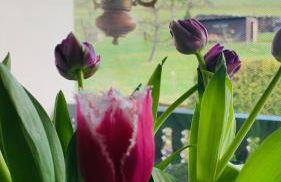 Haus Sonnenschein - Foto 16