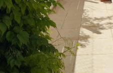 Fay's House - Foto 14