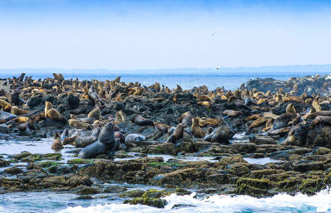 Observation d'otaries - Photo 6