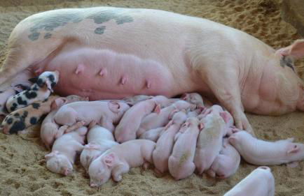 Hotel Fazenda Villa-Forte - Photo 98