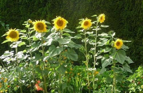 Ferienwohnung-Nr-1 - Photo 8