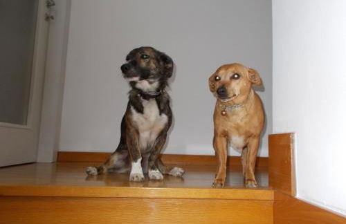 El Campizòl - Photo 43