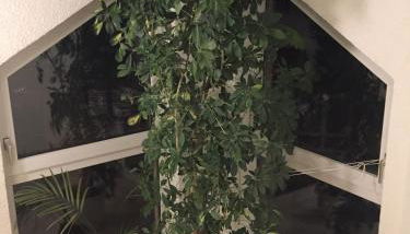 Sonnenschein - Foto 5