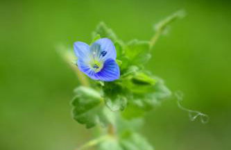 Natur - Quinta Nª Srª da Conceição - T4 - Golegã - Foto 25