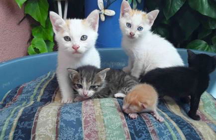 Casa Rossa - Foto 41