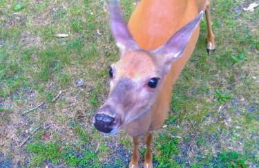 Zen Spa Oasis Retreat Sauna/Hotub/Firepit/Fun/Gameroom - Foto 49