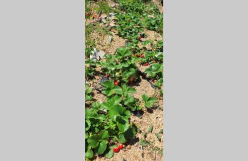 Traditional Stone House in Kissos Pelion - Foto 32