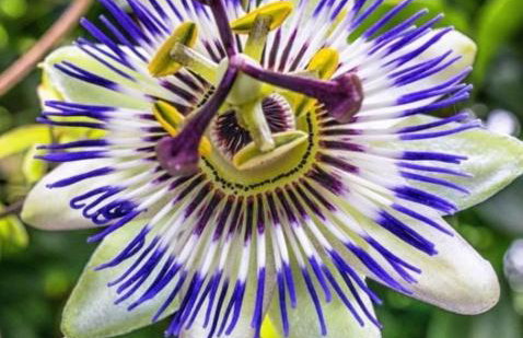 Lavender Cottage - Foto 30