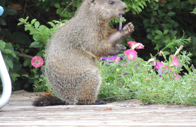 MV GiaMaria - Foto 11