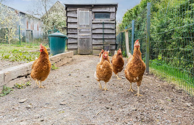 Cozy Chalet With Garden - Photo 23