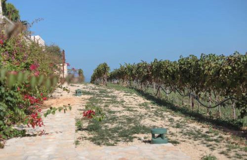TD Tenuta Donna Madia Sea View Pool Over Vineyard - Foto 71