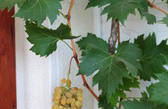 Milic Apartments - Foto 29