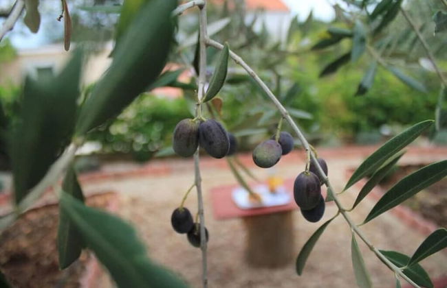 Sea View Apartment Orhideja, Sleeps 4 - Foto 10