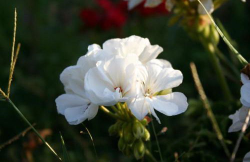 Agriturismo La Crianza - Foto 21