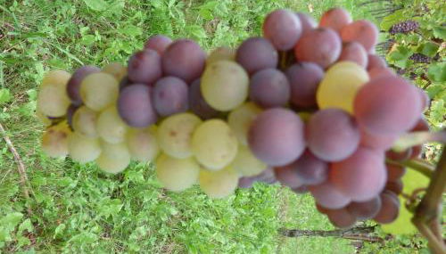 Gitzelbrunnen - Foto 2