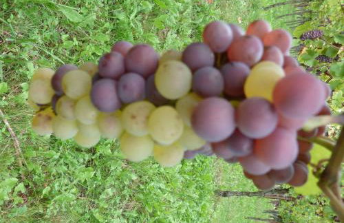 Gitzelbrunnen - Foto 2