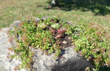 Casa dos Pinheiros - Pinheiros Farm House - Foto 37